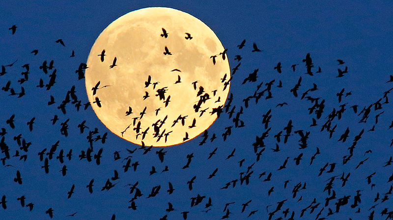 Illustration for article titled Las mejores fotos del eclipse total y la superluna de ayer